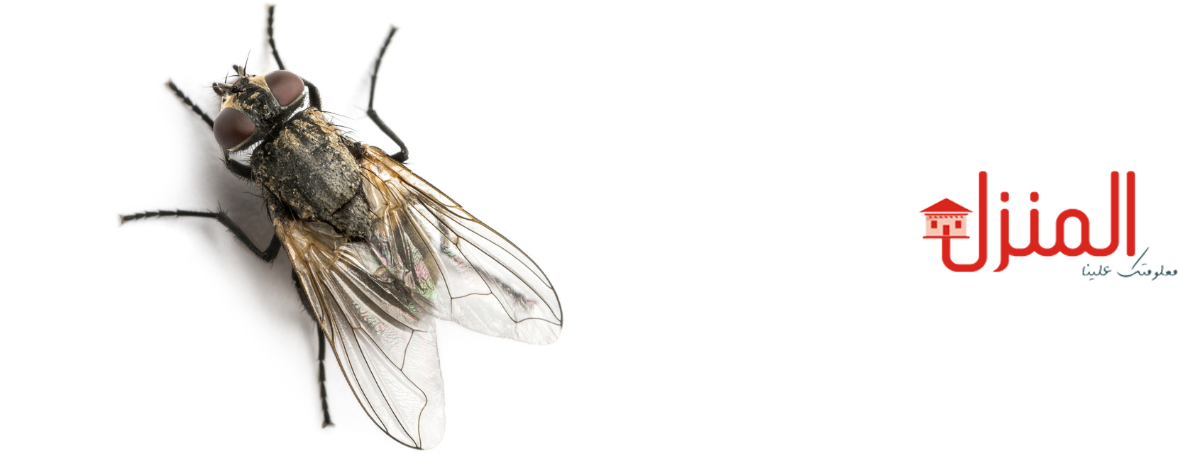كيفيه التخلص من الحشرات فى منزلك