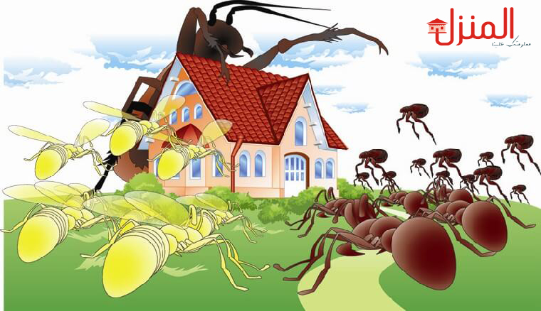 اسباب ظهور الحشرات في المنزل