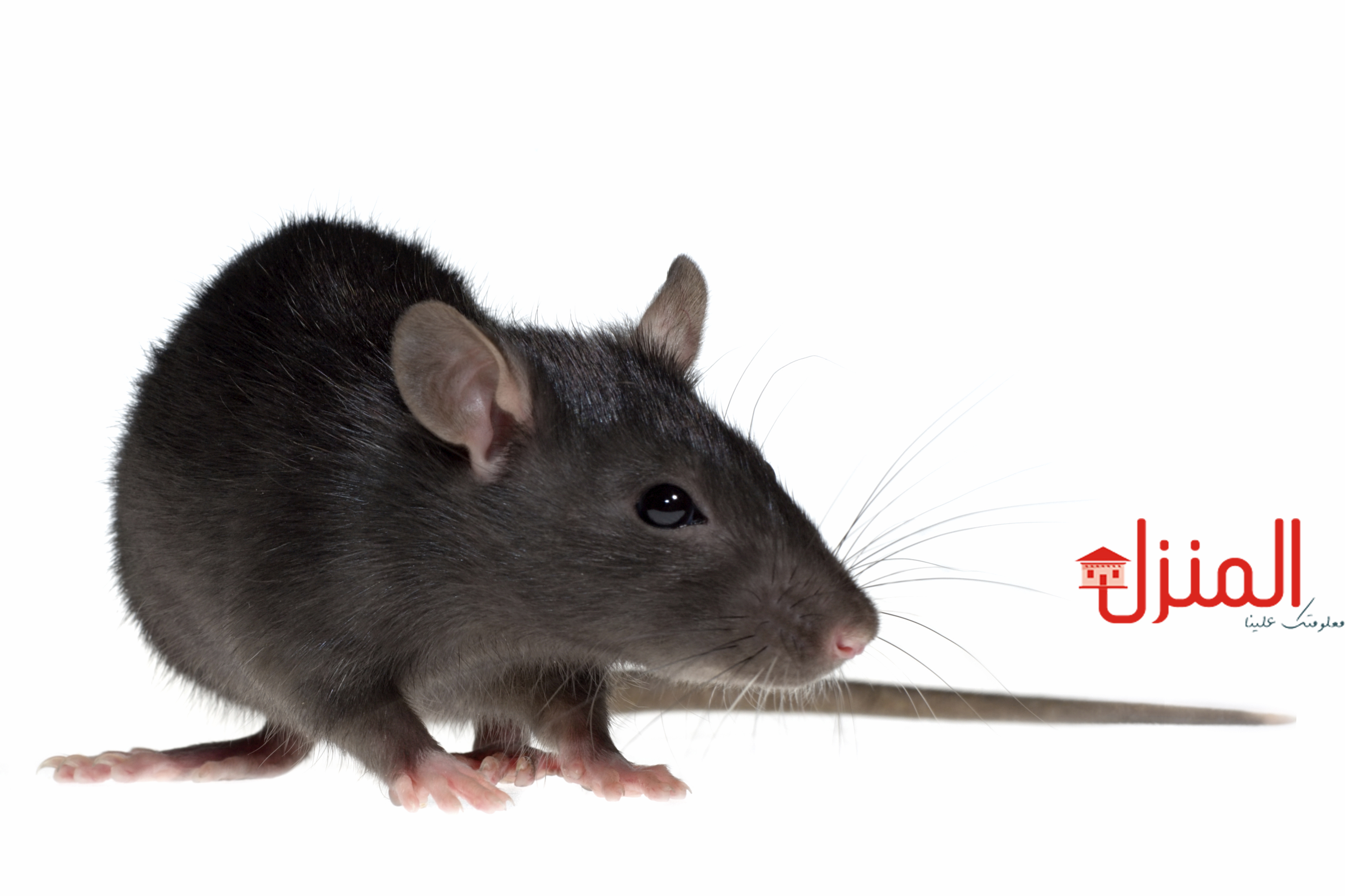 القضاء علي الفئران