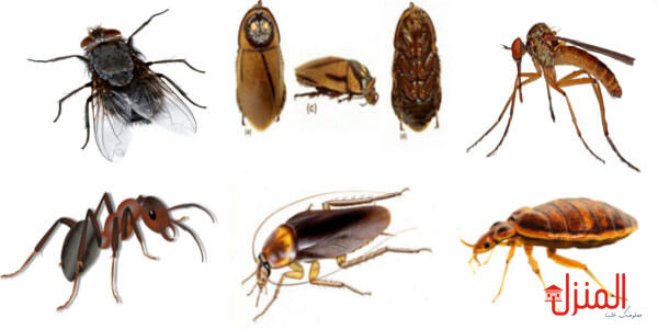 أنواع الحشرات ومسمياتها