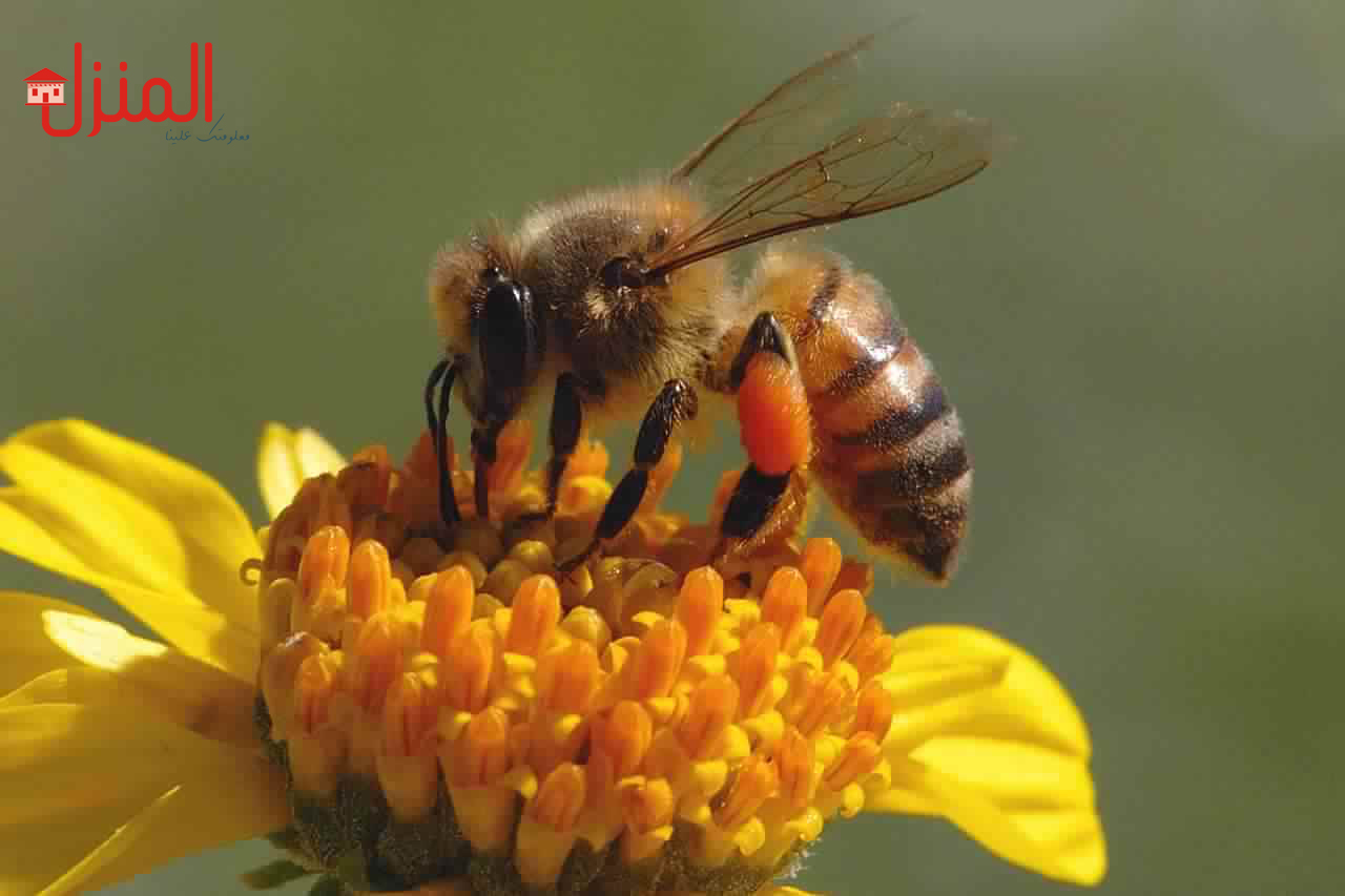 النحل وفوائده