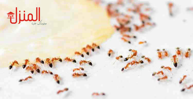 خمس  خطوات للقضاء على النمل نهائيا