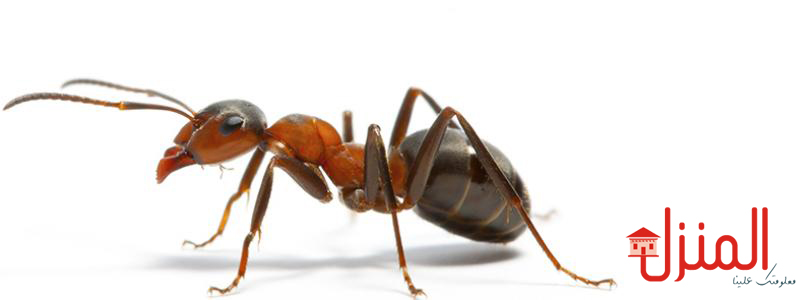  خطوات للقضاء على النمل نهائيا
