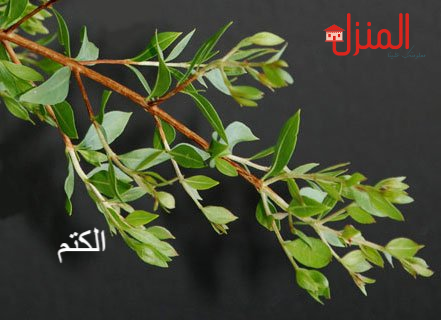 فوائد عشبة الوسمة