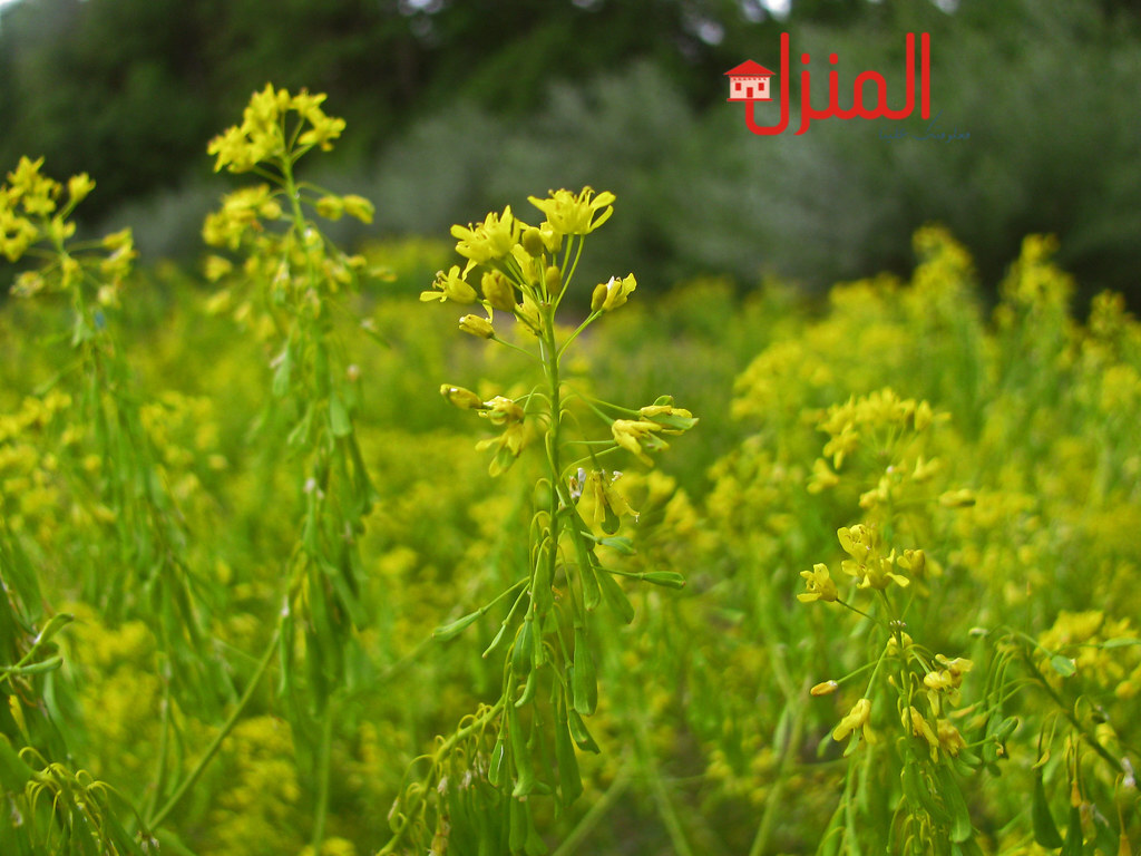 عشبة لصبغ الشيب