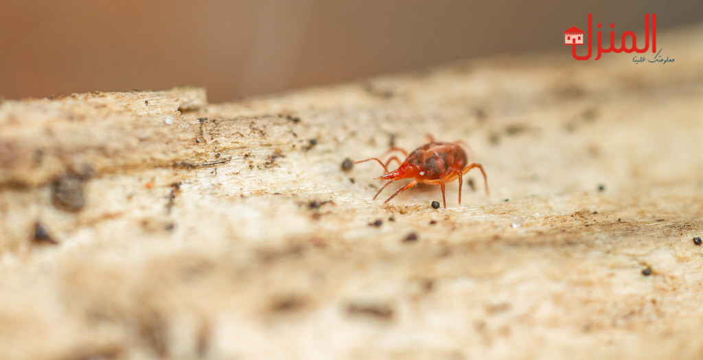 كيفية التخلص من سوس الخشب كيفية التخلص من سوس الخشب