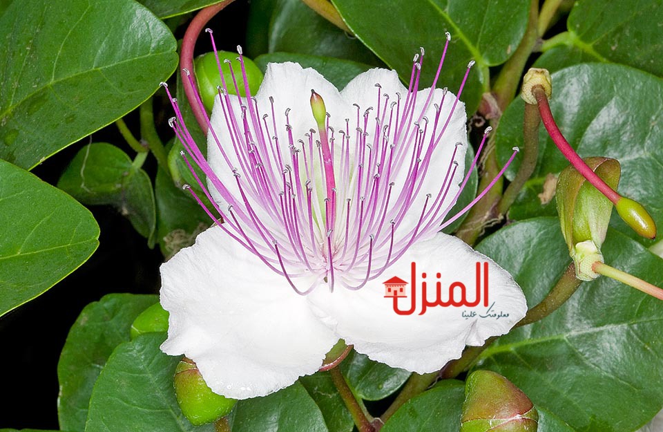 اضرار عشبة البرجس اضرار عشبة البرجس