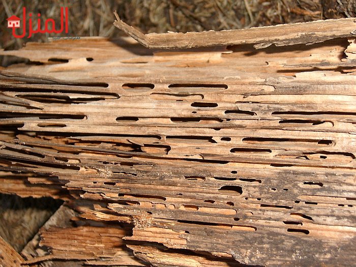 كيفية علاج سوس الخشب